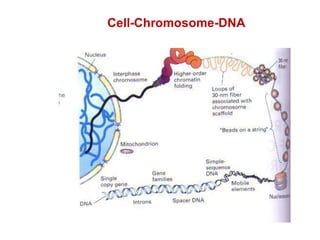 Cell-Chromosome-DNA
 
