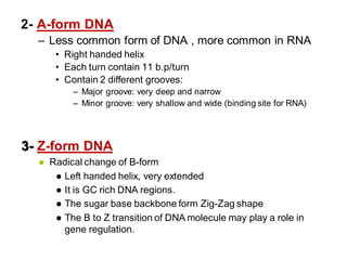2- A-form DNA
– Less common form of DNA , more common in RNA
• Right handed helix
• Each turn contain 11 b.p/turn
• Contain 2 different grooves:
– Major groove: very deep and narrow
– Minor groove: very shallow and wide (binding site for RNA)
3- Z-form DNA
 Radical change of B-form
 Left handed helix, very extended
 It is GC rich DNA regions.
 The sugar base backbone form Zig-Zag shape
 The B to Z transition of DNA molecule may play a role in
gene regulation.
 