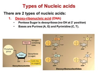 Types of Nucleic acids
There are 2 types of nucleic acids:
1. Deoxy-ribonucleic acid (DNA)
• Pentose Sugar is deoxyribose (no OH at 2’ position)
• Bases are Purines (A, G) and Pyrimidine (C, T).
 