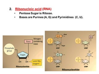2. Ribonucleic acid (RNA)
• Pentose Sugar is Ribose.
• Bases are Purines (A, G) and Pyrimidines (C, U).
 