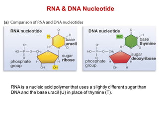 RNA & DNA Nucleotide
RNA is a nucleic acid polymer that uses a slightly different sugar than
DNA and the base uracil (U) in place of thymine (T).
 