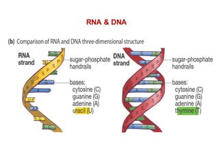 RNA & DNA
 