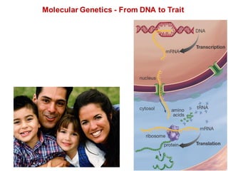 Molecular Genetics - From DNA to Trait
 