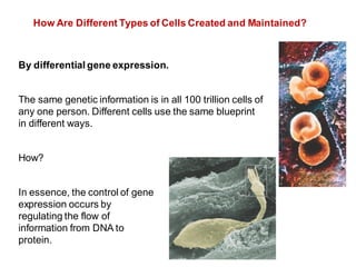 How Are Different Types of Cells Created and Maintained?
By differential gene expression.
The same genetic information is in all 100 trillion cells of
any one person. Different cells use the same blueprint
in different ways.
How?
In essence, the control of gene
expression occurs by
regulating the flow of
information from DNA to
protein.
 