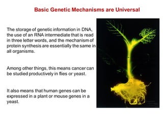 Basic Genetic Mechanisms are Universal
The storage of genetic information in DNA,
the use of an RNA intermediate that is read
in three letter words, and the mechanism of
protein synthesis are essentially the same in
all organisms.
Among other things, this means cancer can
be studied productively in flies or yeast.
It also means that human genes can be
expressed in a plant or mouse genes in a
yeast.
A tobacco plant
expressing the
firefly luciferase
gene.
 