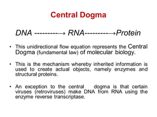 Central Dogma
DNA ---------→ RNA---------→Protein
• This unidirectional flow equation represents the Central
Dogma (fundamental law) of molecular biology.
• This is the mechanism whereby inherited information is
used to create actual objects, namely enzymes and
structural proteins.
• An exception to the central dogma is that certain
viruses (retroviruses) make DNA from RNA using the
enzyme reverse transcriptase.
 