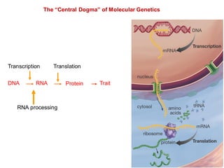 DNA
Transcription Translation
Trait
RNA Protein
The “Central Dogma” of Molecular Genetics
RNA processing
 