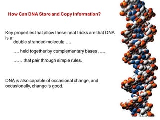 How Can DNA Store and Copy Information?
Key properties that allow these neat tricks are that DNA
is a:
DNA is also capable of occasional change, and
occasionally, change is good.
double stranded molecule ….
…. held together by complementary bases …..
…… that pair through simple rules.
 
