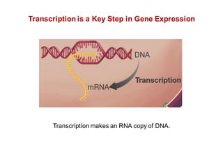 Transcription makes an RNA copy of DNA.
Transcription is a Key Step in Gene Expression
 