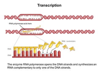 Transcription
The enzyme RNA polymerase opens the DNA strands and synthesizes an
RNA complementary to only one of the DNA strands.
RNA polymerase acts here
 