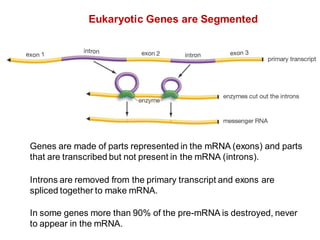 Eukaryotic Genes are Segmented
Genes are made of parts represented in the mRNA (exons) and parts
that are transcribed but not present in the mRNA (introns).
In some genes more than 90% of the pre-mRNA is destroyed, never
to appear in the mRNA.
Introns are removed from the primary transcript and exons are
spliced together to make mRNA.
 