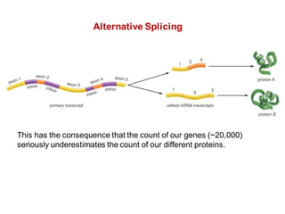 Alternative Splicing
This has the consequence that the count of our genes (~20,000)
seriously underestimates the count of our different proteins.
 