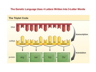The Genetic Language Uses 4 Letters Written Into 3-Letter Words
 