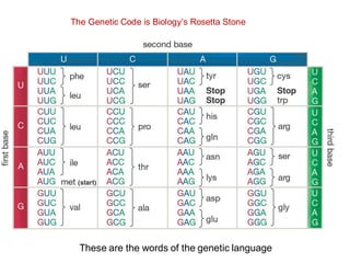 The Genetic Code is Biology’s Rosetta Stone
These are the words of the genetic language
 