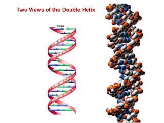 Two Views of the Double Helix
 