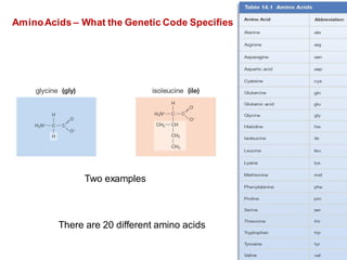 AminoAcids – What the Genetic Code Specifies
Two examples
There are 20 different amino acids
 