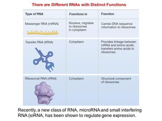 There are Different RNAs with Distinct Functions
Recently, a new class of RNA, microRNAand small interfering
RNA (siRNA, has been shown to regulate gene expression.
 