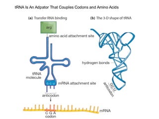 tRNA Is An Adpator That Couples Codons and Amino Acids
 