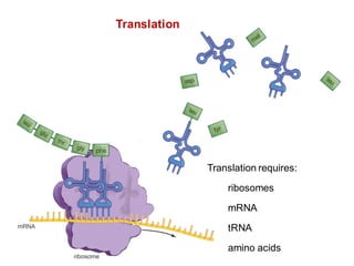 Translation
Translation requires:
ribosomes
mRNA
tRNA
amino acids
 