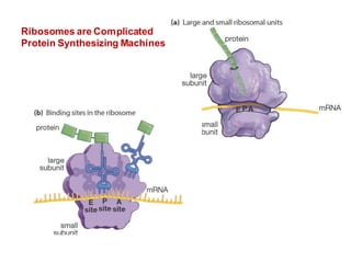 Ribosomes are Complicated
Protein Synthesizing Machines
 