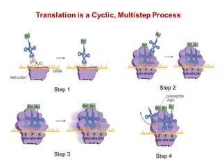 Translation is a Cyclic, Multistep Process
Step 1
Step 3
Step 2
Step 4
 