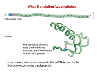 What TranslationAccomplishes
In translation, information present in the mRNA is read by the
ribosome to synthesize a polypeptide.
The sequence of amino
acids determines the
structure, and therefore the
function, of a protein.
 
