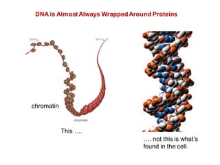 DNA is AlmostAlways WrappedAround Proteins
chromatin
This ….
…. not this is what’s
found in the cell.
 