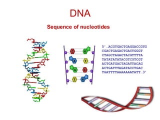 DNA
Sequence of nucleotides
5’…ACGTGACTGAGGACCGTG
CGACTGAGACTGACTGGGT
CTAGCTAGACTACGTTTTA
TATATATATACGTCGTCGT
ACTGATGACTAGATTACAG
ACTGATTTAGATACCTGAC
TGATTTTAAAAAAATATT…3’
 