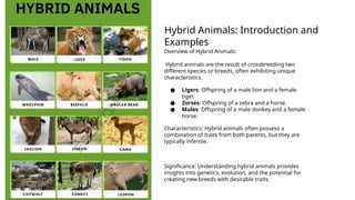 Crossbreeding Examples inbound3337018516495646848.pptx......... | PPTX