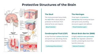 CRANIAL NERVES: OUR BODY'S CONTROL CENTER | PDF