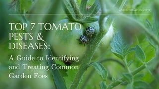 TOP 7 TOMATO
PESTS &
DISEASES:
A Guide to Identifying
and Treating Common
Garden Foes
WORLD TOMATO SOCIETY
 