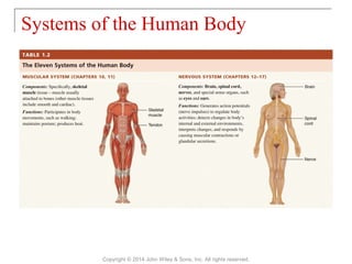 the anatomy and physiology of human movement | PDF