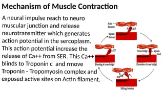 Comprehensive Overview of Muscle Types and Contraction Mechanisms in ...