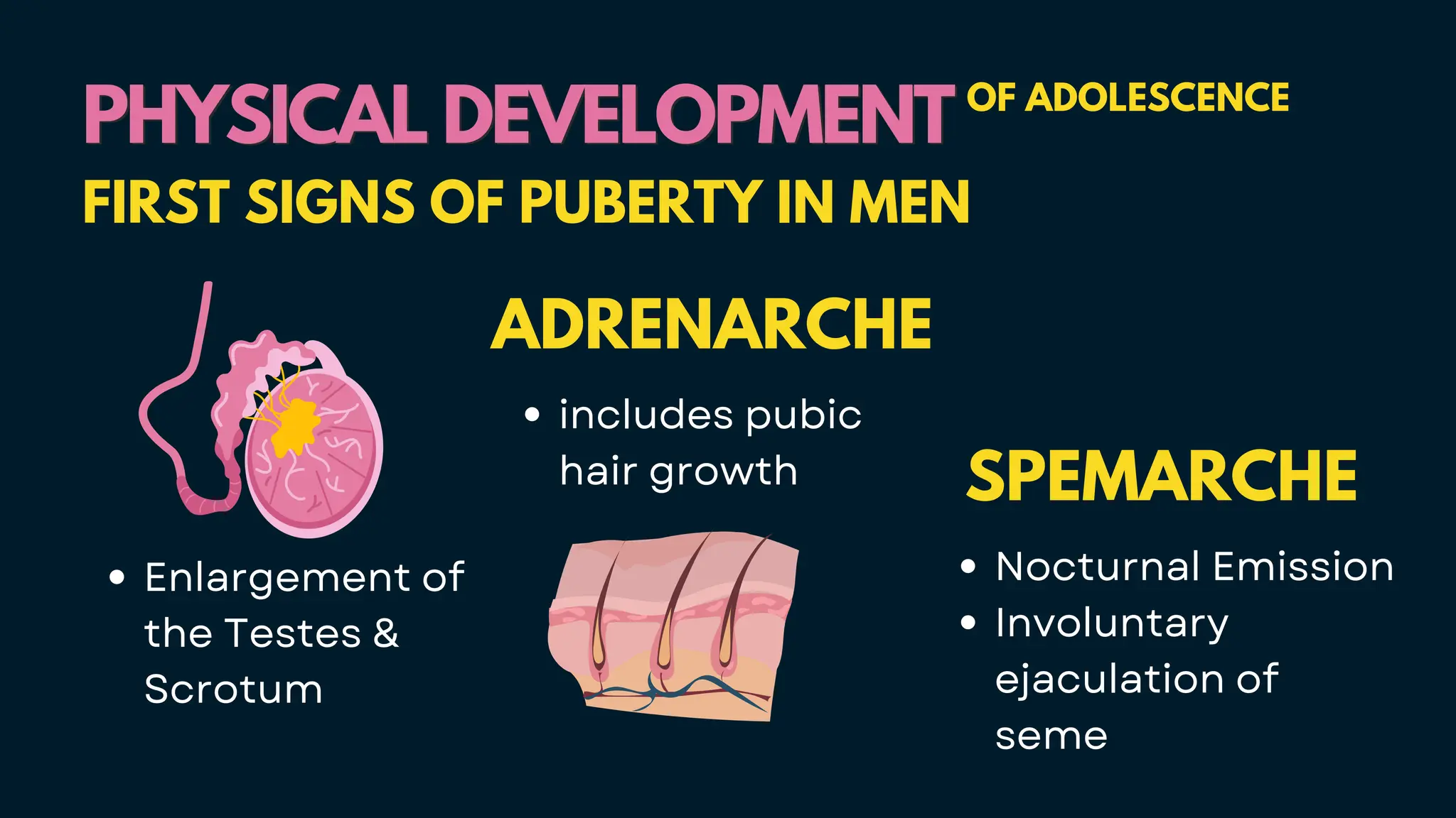 Enlargement of
the Testes &
Scrotum
ADRENARCHE
includes pubic
hair growth
PHYSICAL DEVELOPMENT
PHYSICAL DEVELOPMENT OF ADOLESCENCE
FIRST SIGNS OF PUBERTY IN MEN
SPEMARCHE
Nocturnal Emission
Involuntary
ejaculation of
seme
 