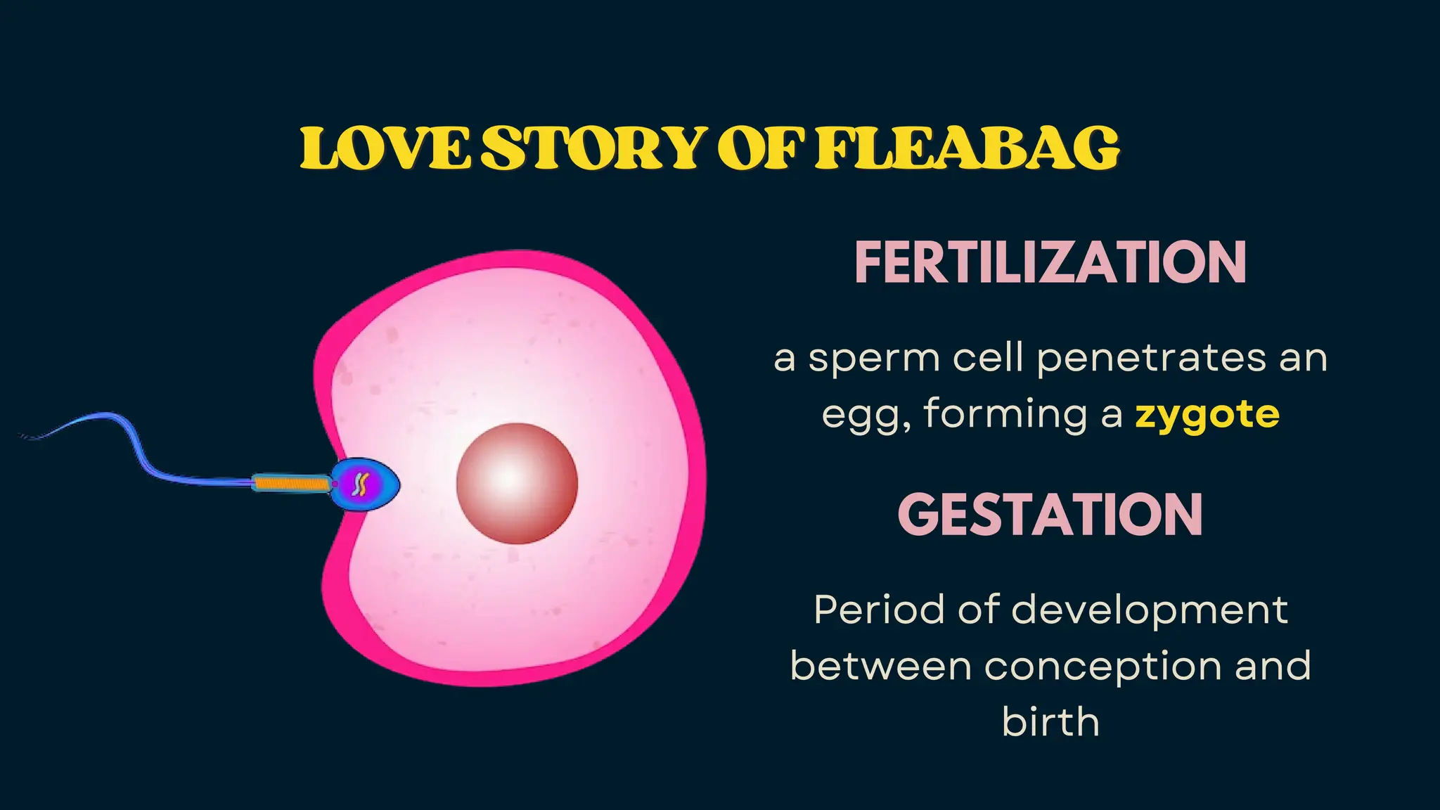 LOVESTORYOFFLEABAG
LOVESTORYOFFLEABAG
FERTILIZATION
a sperm cell penetrates an
egg, forming a zygote
GESTATION
Period of development
between conception and
birth
 