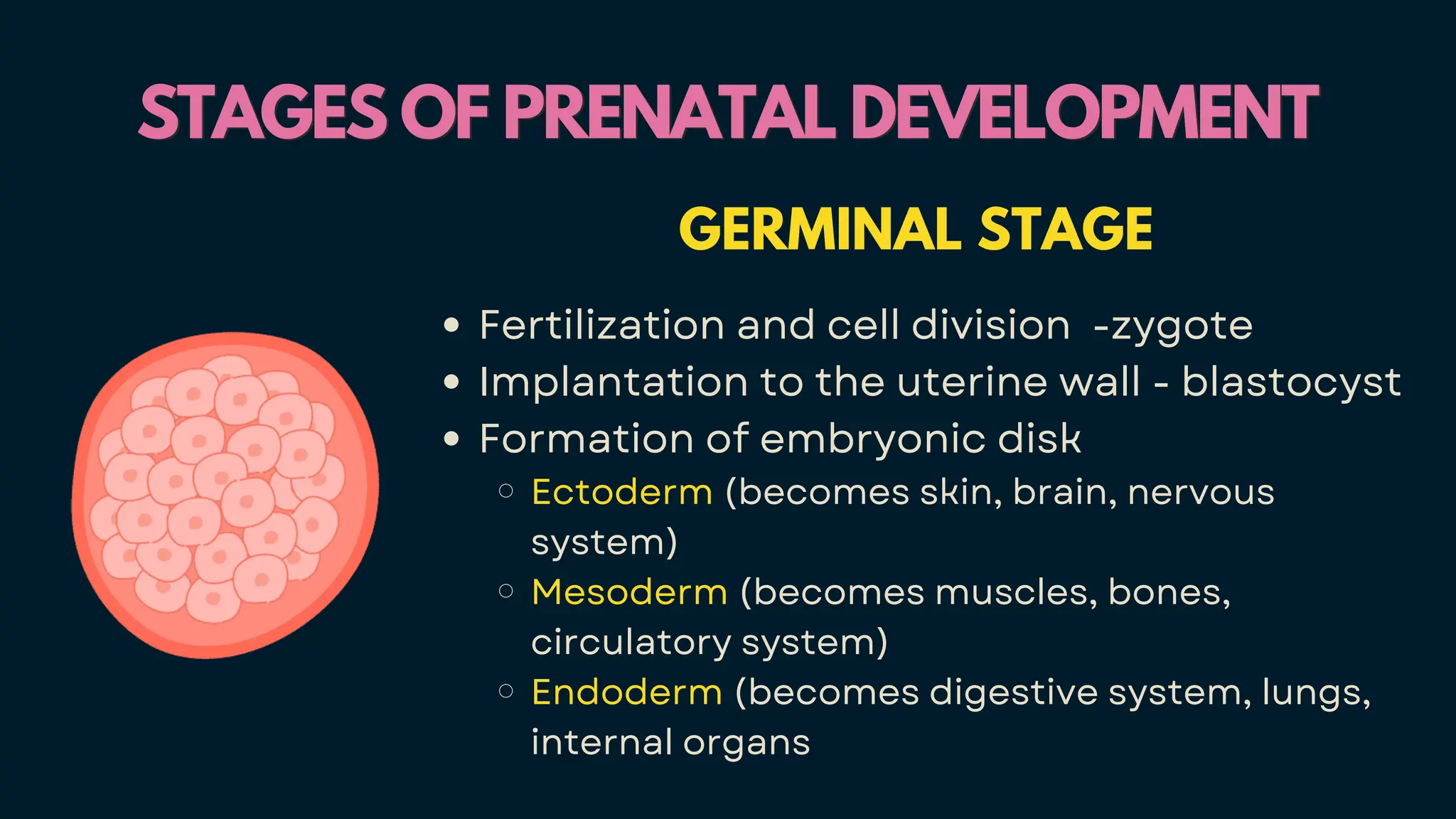 STAGES OF PRENATAL DEVELOPMENT
STAGES OF PRENATAL DEVELOPMENT
GERMINAL STAGE
Fertilization and cell division -zygote
Implantation to the uterine wall - blastocyst
Formation of embryonic disk
Ectoderm (becomes skin, brain, nervous
system)
Mesoderm (becomes muscles, bones,
circulatory system)
Endoderm (becomes digestive system, lungs,
internal organs
 