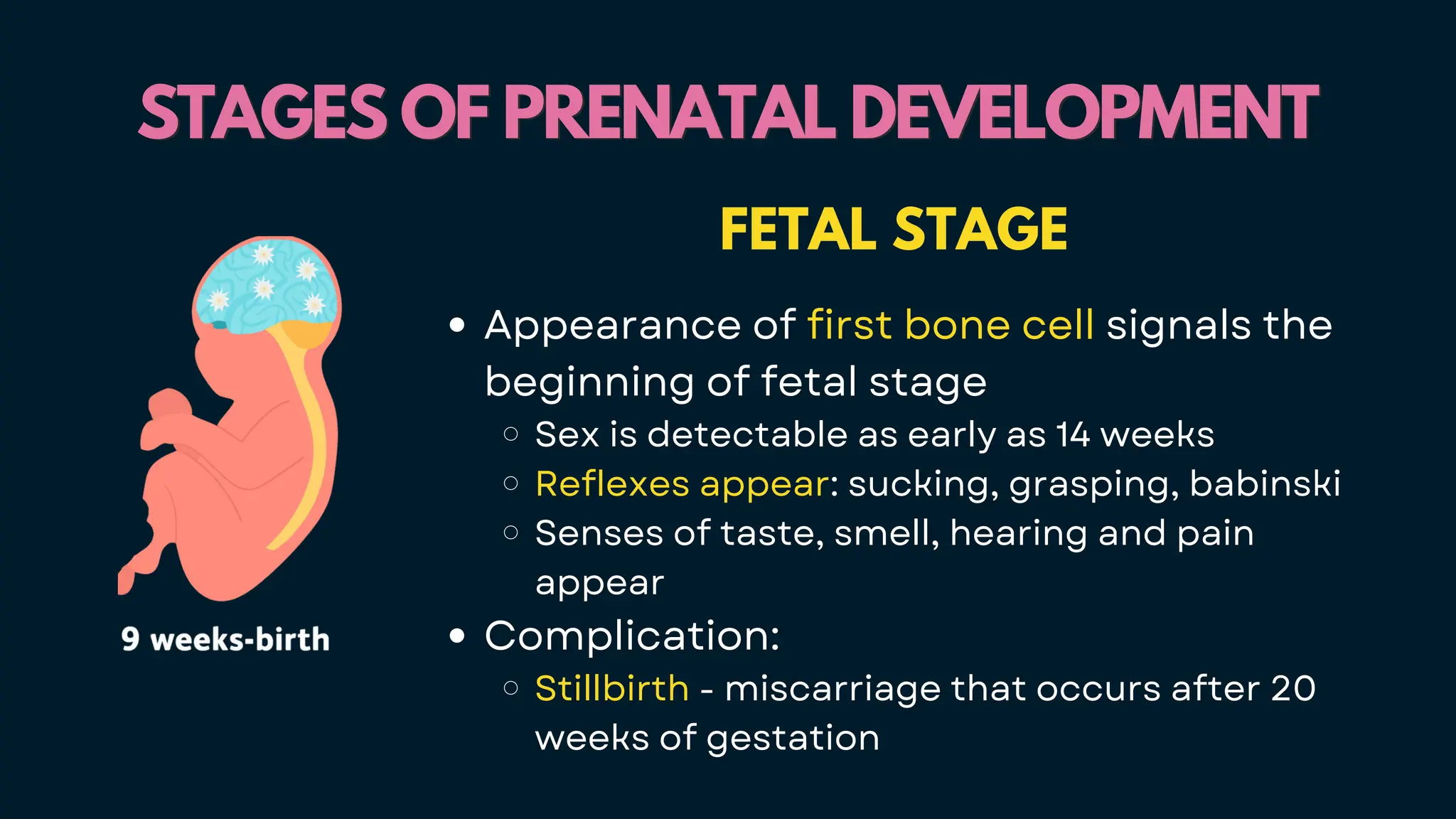 STAGES OF PRENATAL DEVELOPMENT
STAGES OF PRENATAL DEVELOPMENT
FETAL STAGE
Appearance of first bone cell signals the
beginning of fetal stage
Sex is detectable as early as 14 weeks
Reflexes appear: sucking, grasping, babinski
Senses of taste, smell, hearing and pain
appear
Complication:
Stillbirth - miscarriage that occurs after 20
weeks of gestation
 