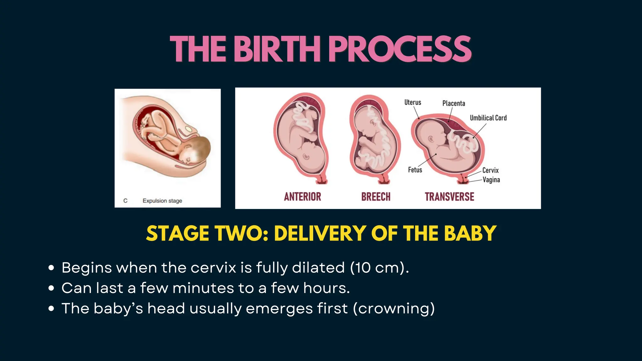 THE BIRTH PROCESS
THE BIRTH PROCESS
STAGE TWO: DELIVERY OF THE BABY
Begins when the cervix is fully dilated (10 cm).
Can last a few minutes to a few hours.
The baby’s head usually emerges first (crowning)
 