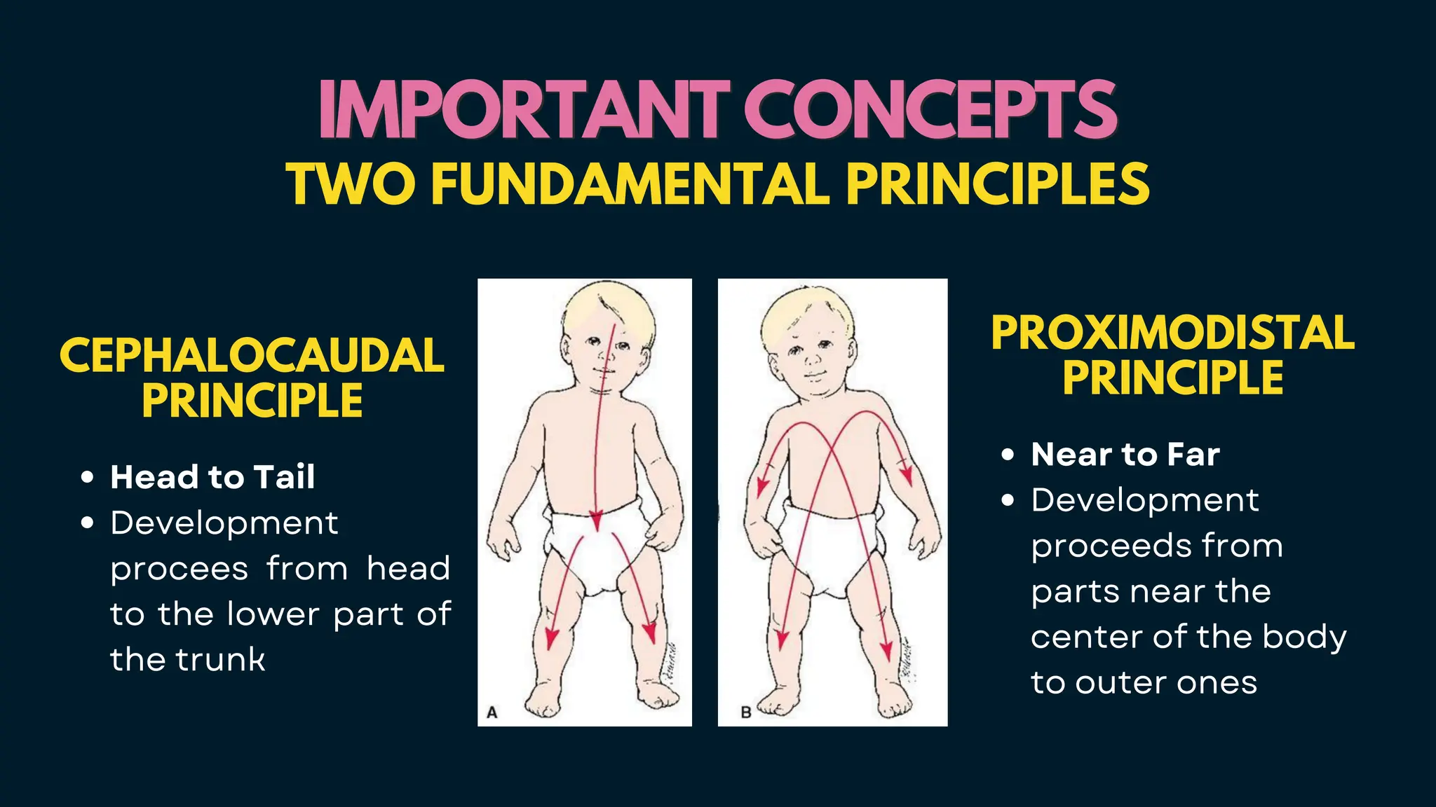 IMPORTANT CONCEPTS
IMPORTANT CONCEPTS
TWO FUNDAMENTAL PRINCIPLES
CEPHALOCAUDAL
PRINCIPLE
Head to Tail
Development
procees from head
to the lower part of
the trunk
PROXIMODISTAL
PRINCIPLE
Near to Far
Development
proceeds from
parts near the
center of the body
to outer ones
 