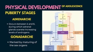 PHYSICAL DEVELOPMENT
PHYSICAL DEVELOPMENT OF ADOLESCENCE
PUBERTY STAGES
ADRENARCHE
Occurs between 6 and 8,
during which adrenal
glands scerete increasing
levels of androgens
GONADARCHE
Marked by maturing of
the sex organs
 