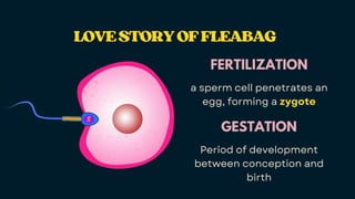LOVESTORYOFFLEABAG
LOVESTORYOFFLEABAG
FERTILIZATION
a sperm cell penetrates an
egg, forming a zygote
GESTATION
Period of development
between conception and
birth
 