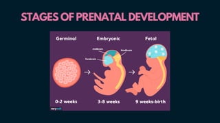 STAGES OF PRENATAL DEVELOPMENT
STAGES OF PRENATAL DEVELOPMENT
 