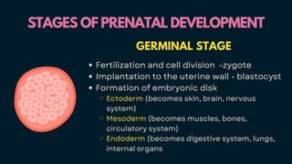 STAGES OF PRENATAL DEVELOPMENT
STAGES OF PRENATAL DEVELOPMENT
GERMINAL STAGE
Fertilization and cell division -zygote
Implantation to the uterine wall - blastocyst
Formation of embryonic disk
Ectoderm (becomes skin, brain, nervous
system)
Mesoderm (becomes muscles, bones,
circulatory system)
Endoderm (becomes digestive system, lungs,
internal organs
 