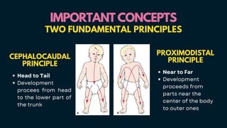 IMPORTANT CONCEPTS
IMPORTANT CONCEPTS
TWO FUNDAMENTAL PRINCIPLES
CEPHALOCAUDAL
PRINCIPLE
Head to Tail
Development
procees from head
to the lower part of
the trunk
PROXIMODISTAL
PRINCIPLE
Near to Far
Development
proceeds from
parts near the
center of the body
to outer ones
 