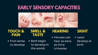 EARLY SENSORY CAPACITIES
EARLY SENSORY CAPACITIES
TOUCH &
PAIN
First sense
to develop
SMELL &
TASTE
Both begin
to develop in
the womb
HEARING
Fetuses can
hear as early
as third
trimester
SIGHT
Least
develop at
birth
 