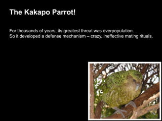 The Kakapo Parrot!

For thousands of years, its greatest threat was overpopulation.
So it developed a defense mechanism – crazy, ineffective mating rituals.
 