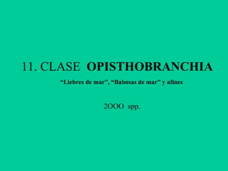 11. CLASE OPISTHOBRANCHIA
2OOO spp.
“Liebres de mar”, “Babosas de mar” y afines
 