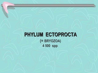 PHYLUM ECTOPROCTA
     (= BRYOZOA)
      4 500 spp.
 
