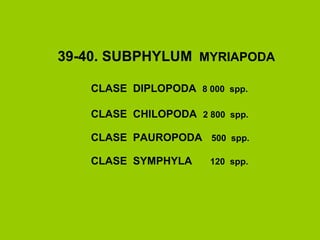 39-40. SUBPHYLUM MYRIAPODA
CLASE DIPLOPODA 8 000 spp.
CLASE CHILOPODA 2 800 spp.
CLASE PAUROPODA 500 spp.
CLASE SYMPHYLA 120 spp.
 