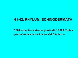41-42. PHYLUM ECHINODERMATA
7 000 especies vivientes y más de 13 000 fósiles
que datan desde los inicios del Cámbrico
 